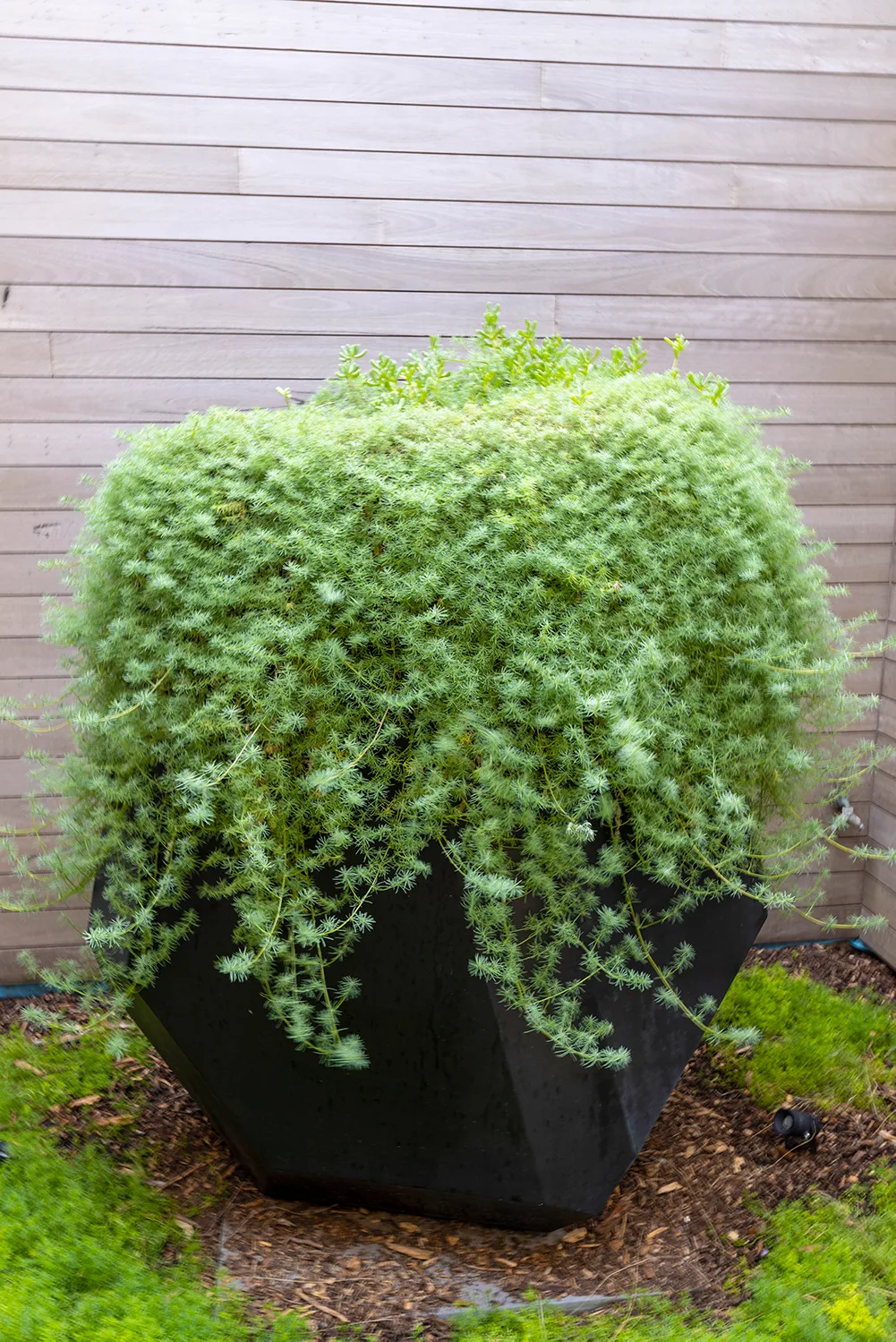 Myoporum, or creeping boobialla, is often used to control erosion in sandy soils, but how good is it spilling over the side of a tall planter!