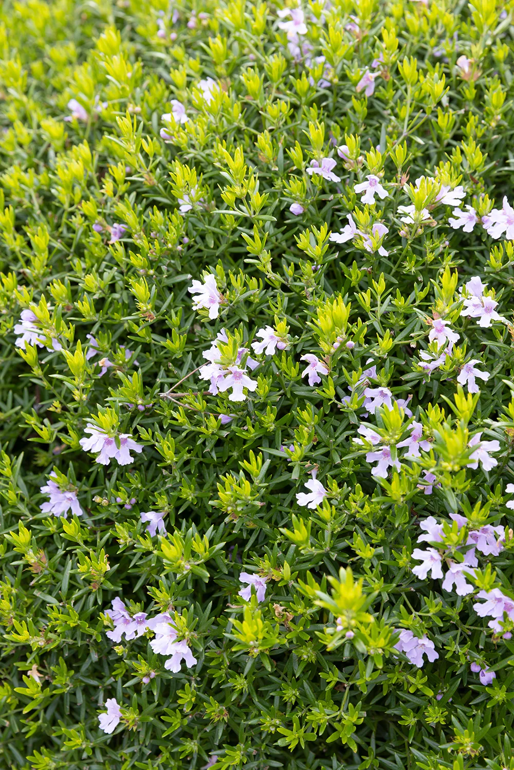 coastal rosemary