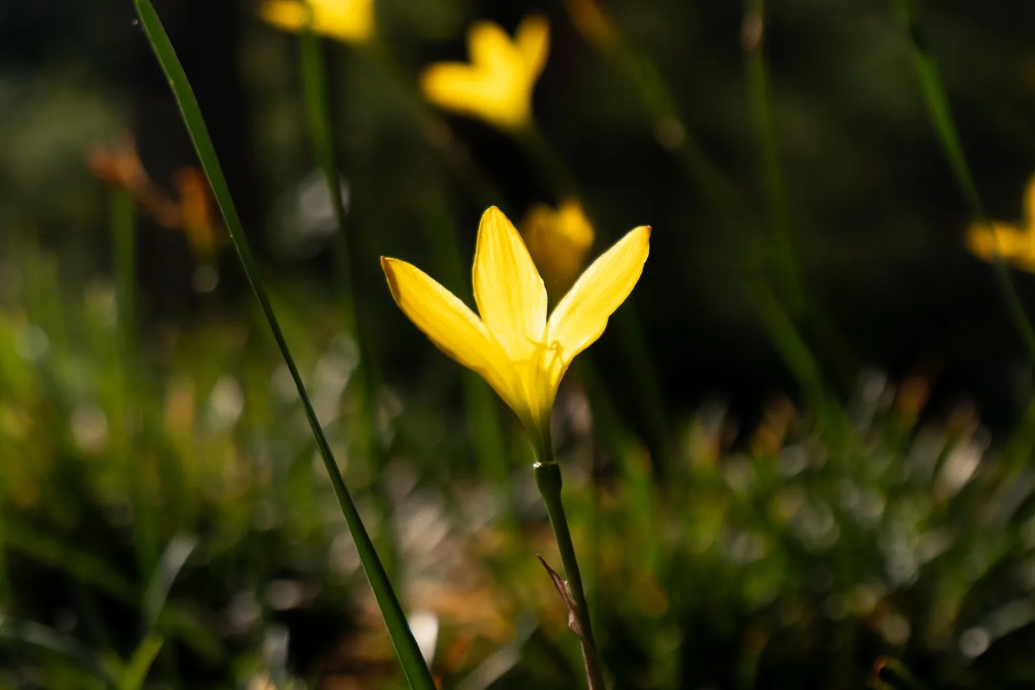 how to grow species tulips