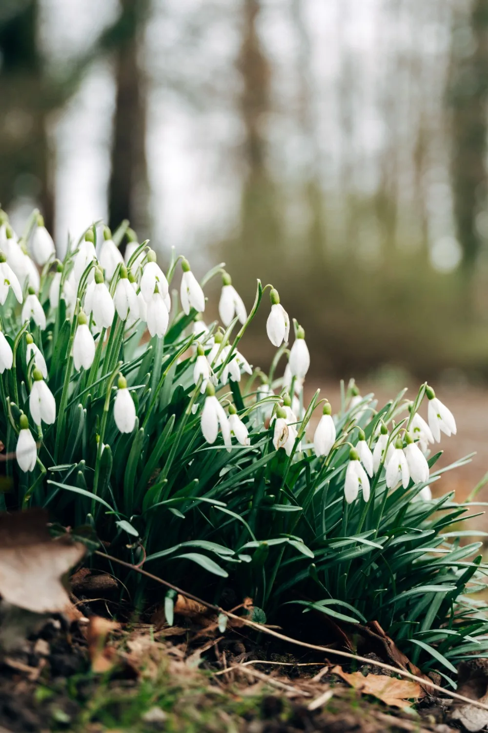 species tulips