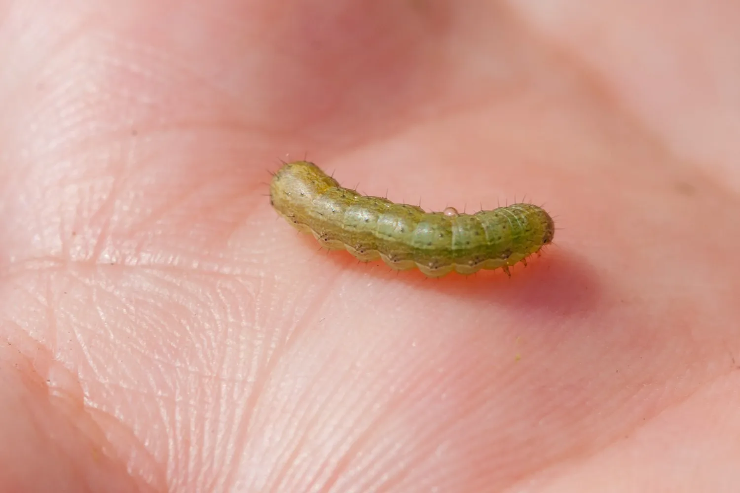 how to get rid of army worms