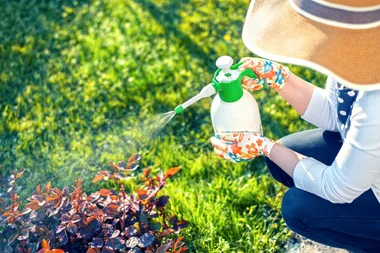 9 common garden pests and how to get rid of them