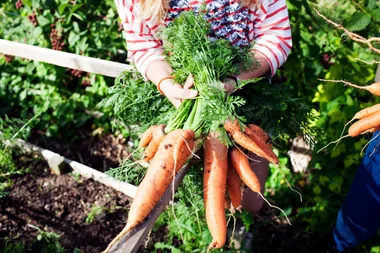 How to protect your veggies from birds without harming them