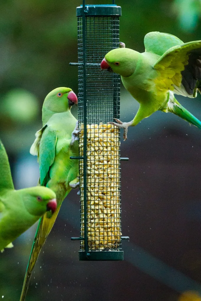 birds feeding from bird feeder