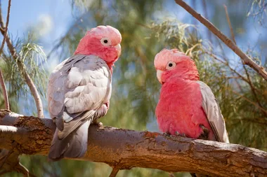 How to stop birds from flying into windows