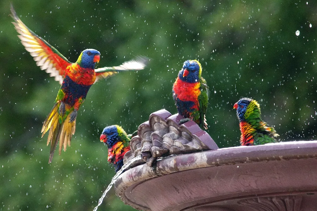 bird in bird bath