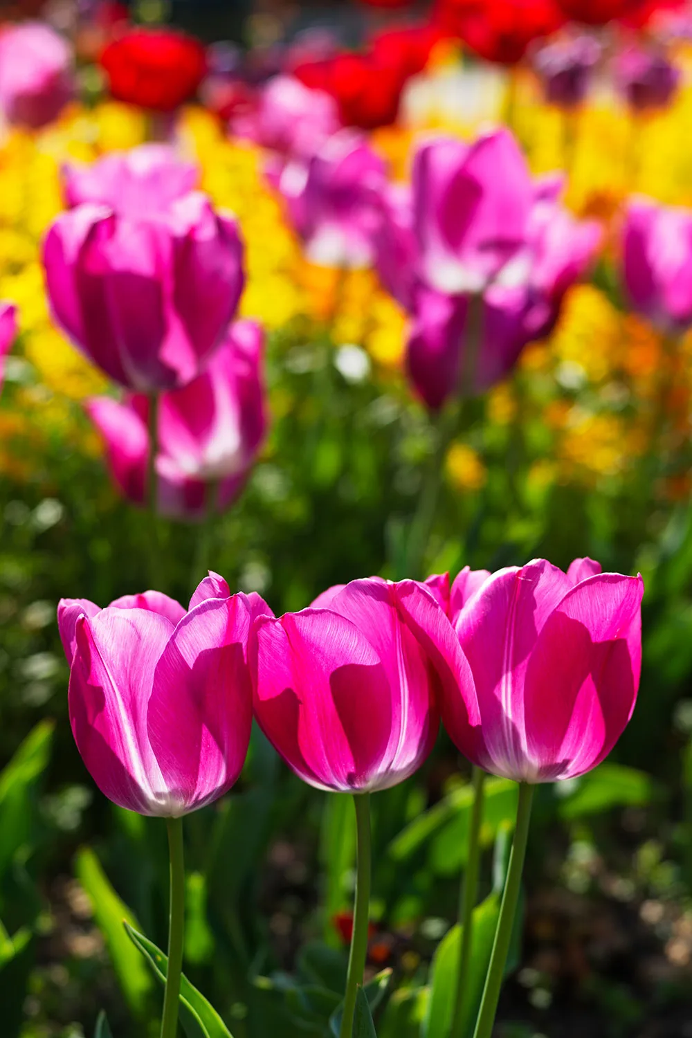Tulips