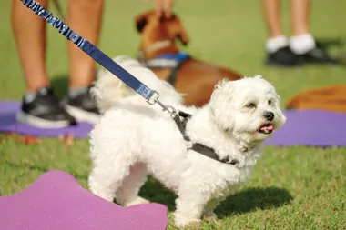 How to work out with your dog