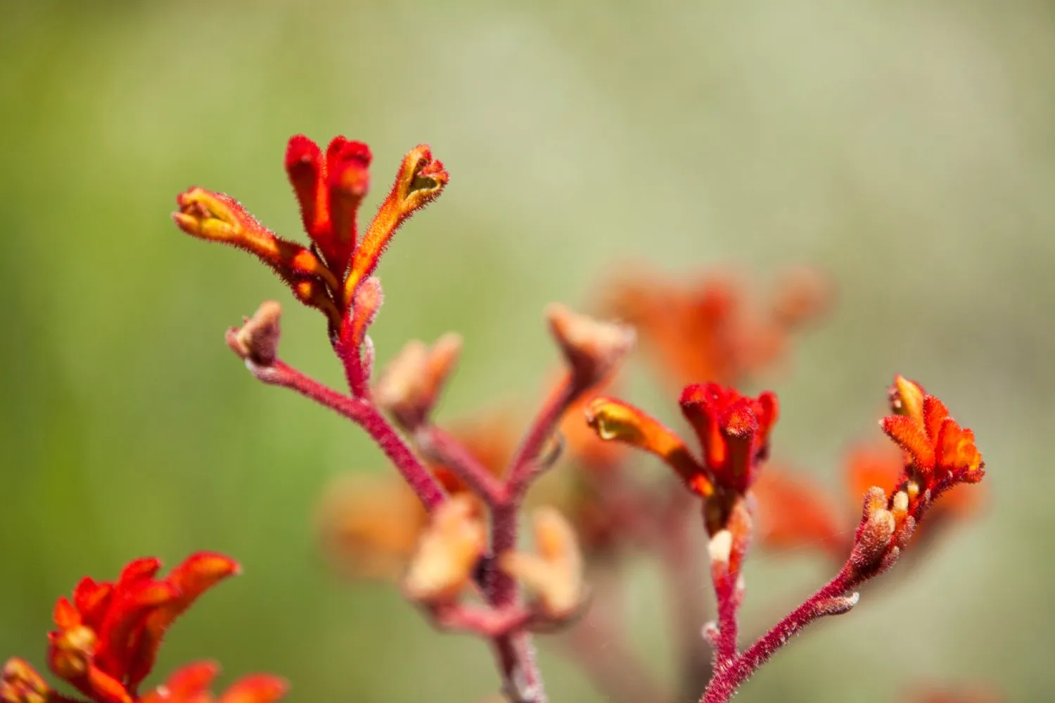 how to grow kangaroo paw