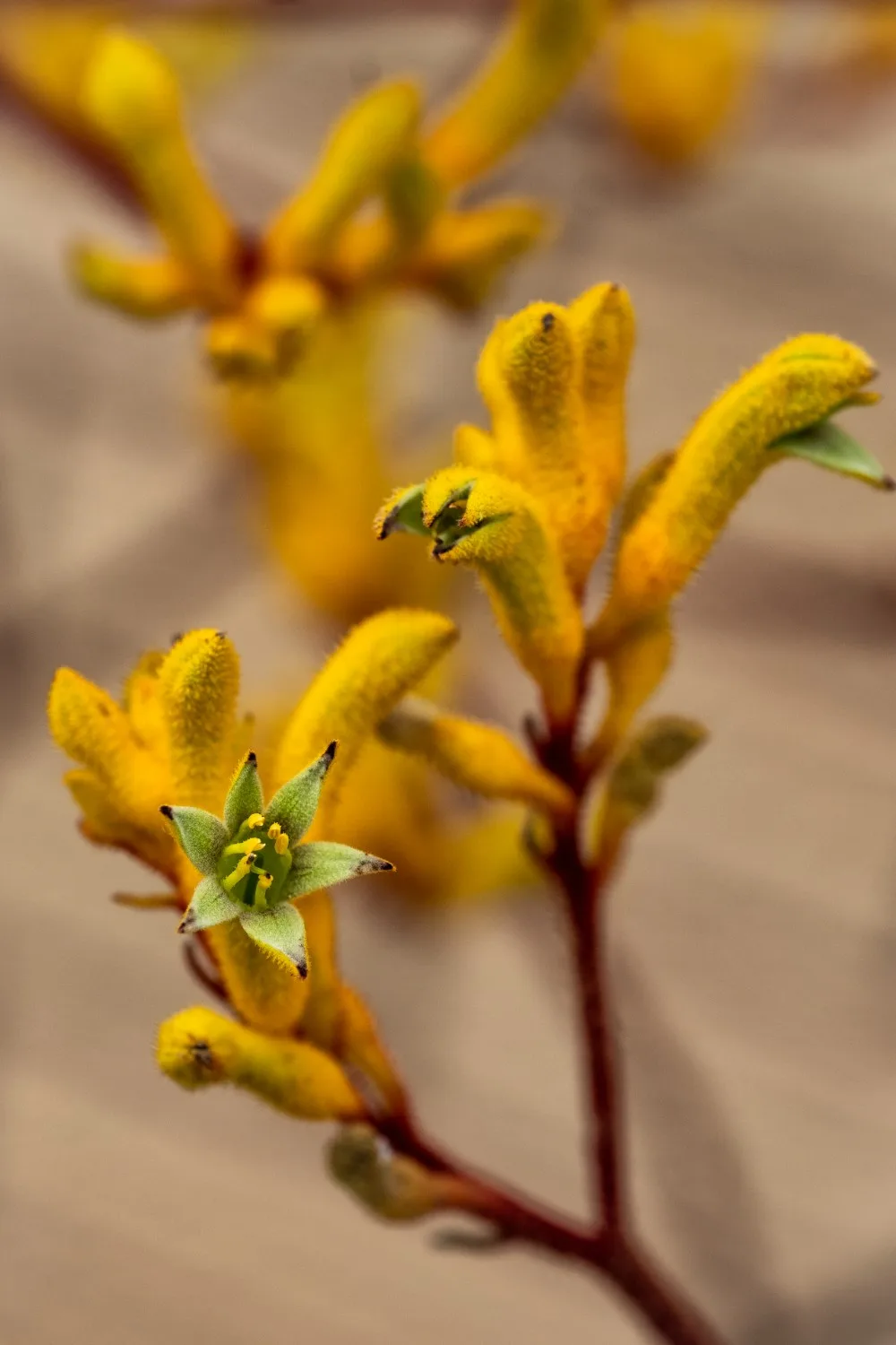 how to grow kangaroo paw