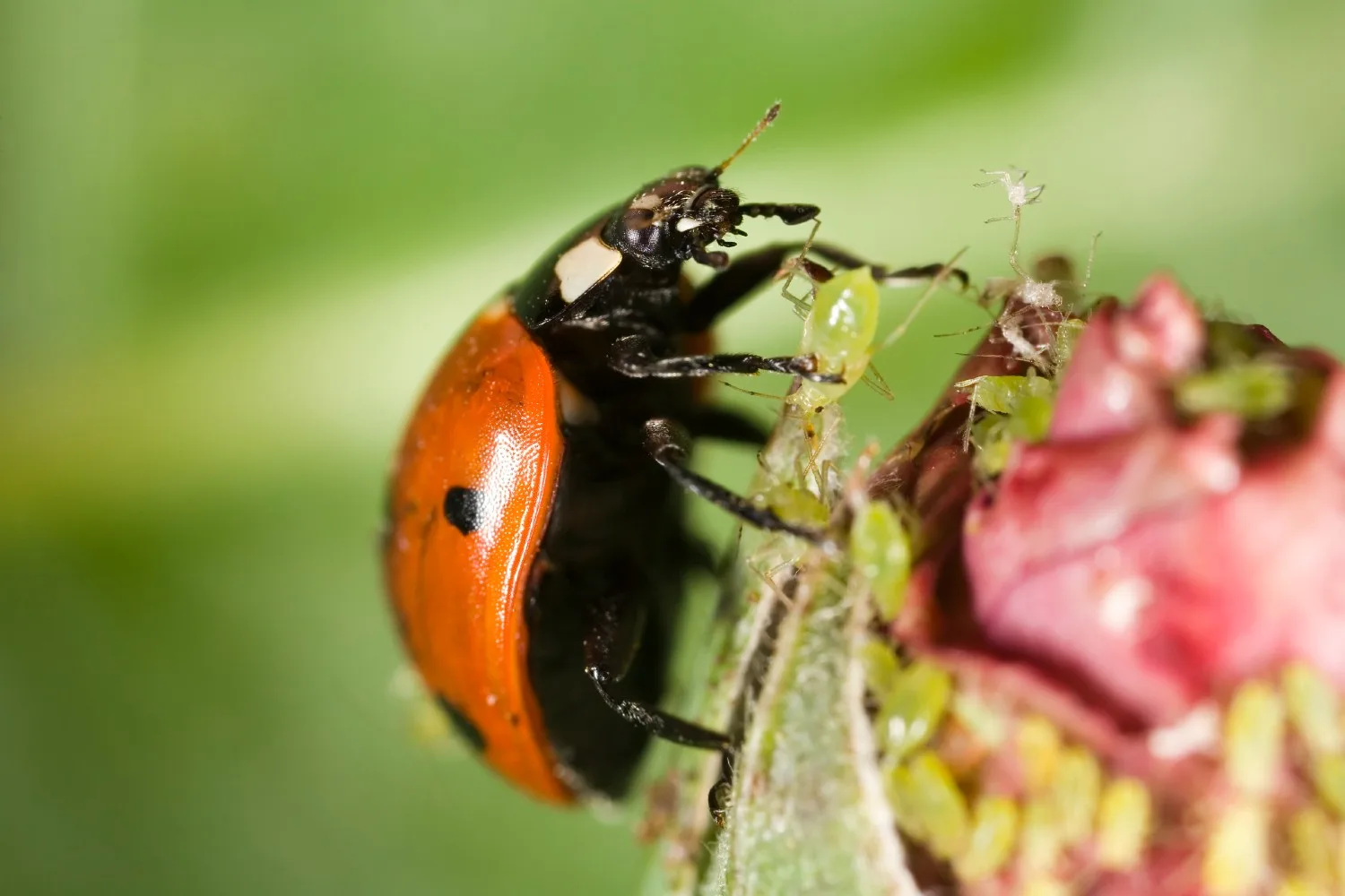 ladybug eating aphid
