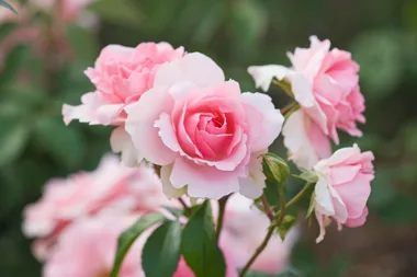 The one time it’s okay to leave aphids on your roses