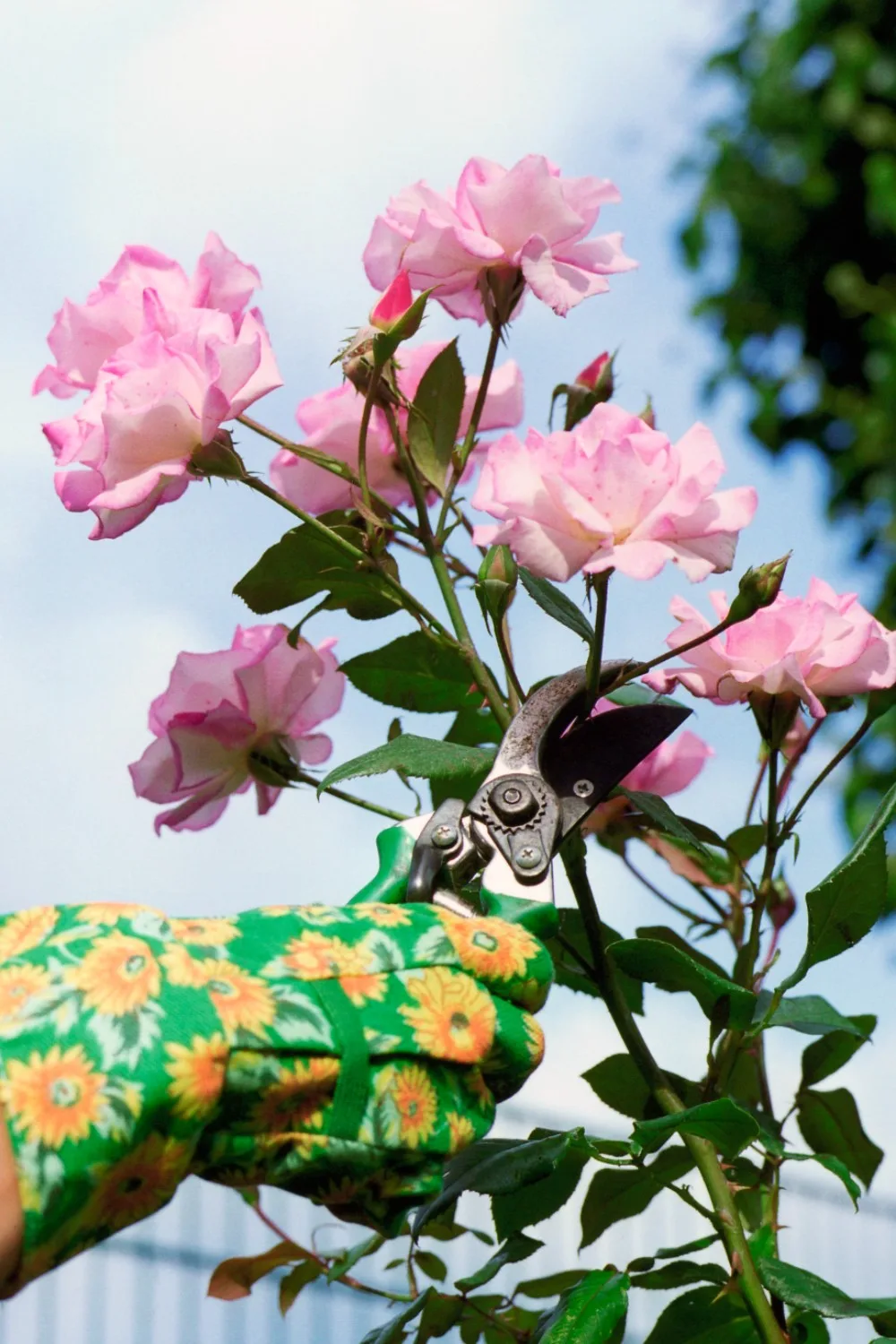 roses in your garden