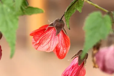 How to grow Chinese lantern plants in Australia