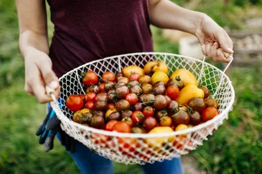 How to grow tomatoes from seed