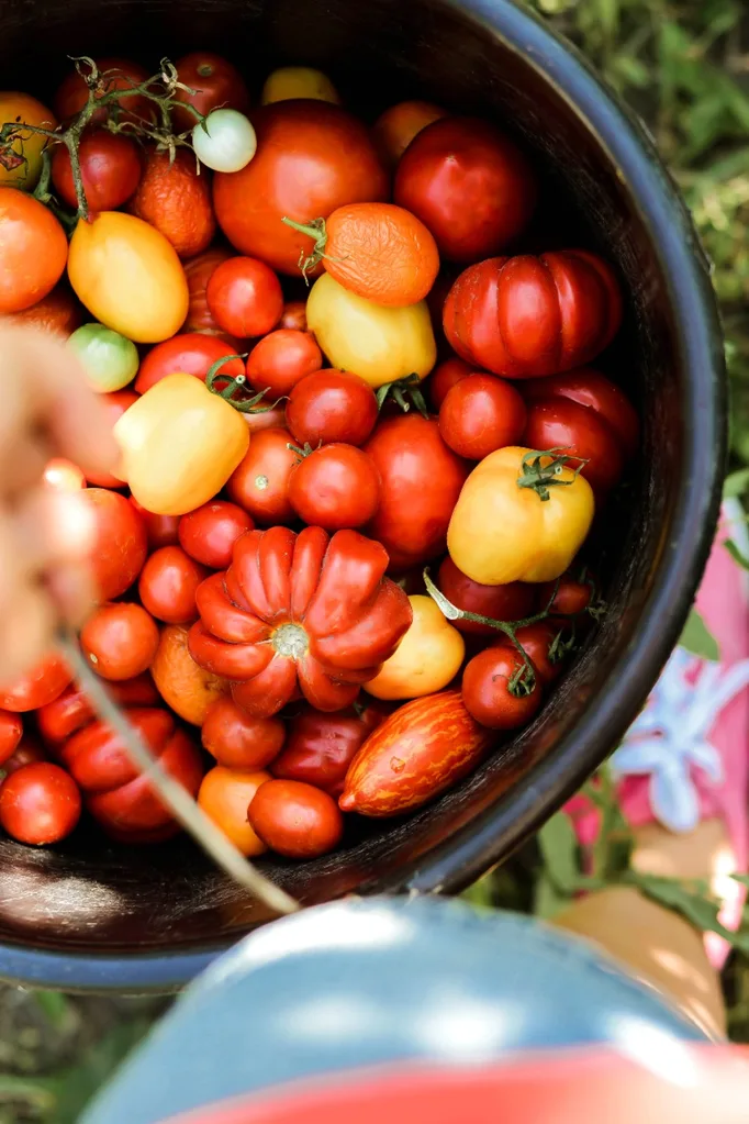 heirloom tomatoes