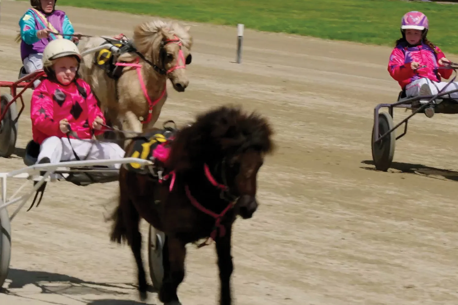 Dr Harry visits Mini Trots