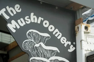 Melissa visits an oyster mushroom farm