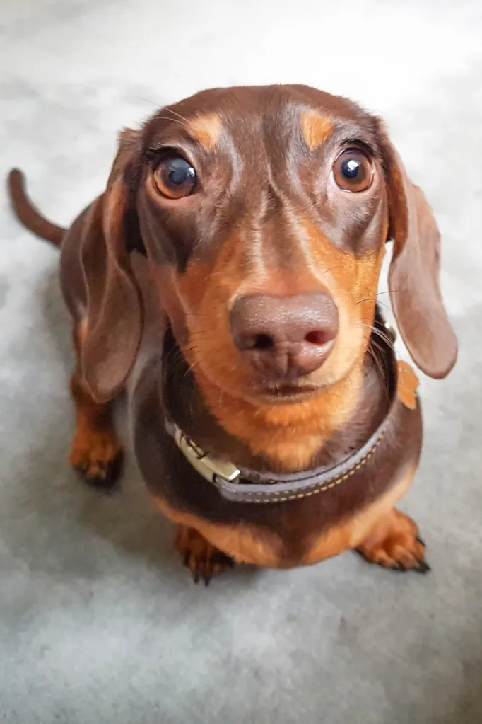 sausage dog dog crate