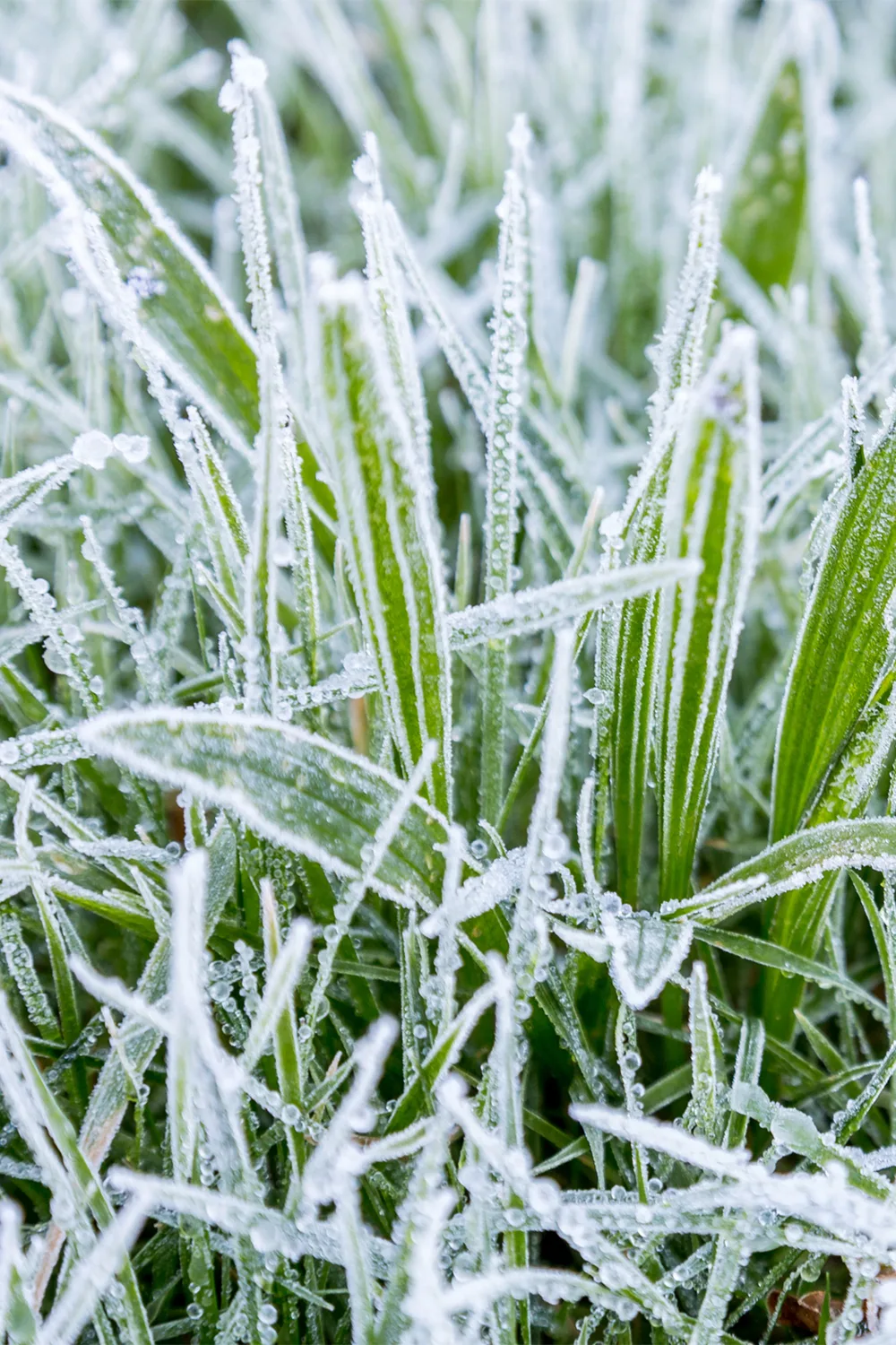 How to care for your lawn in winter