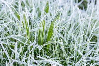 How to care for your lawn in winter