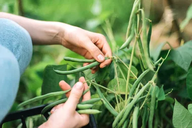 How to grow beans