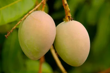 How to ripen mangoes