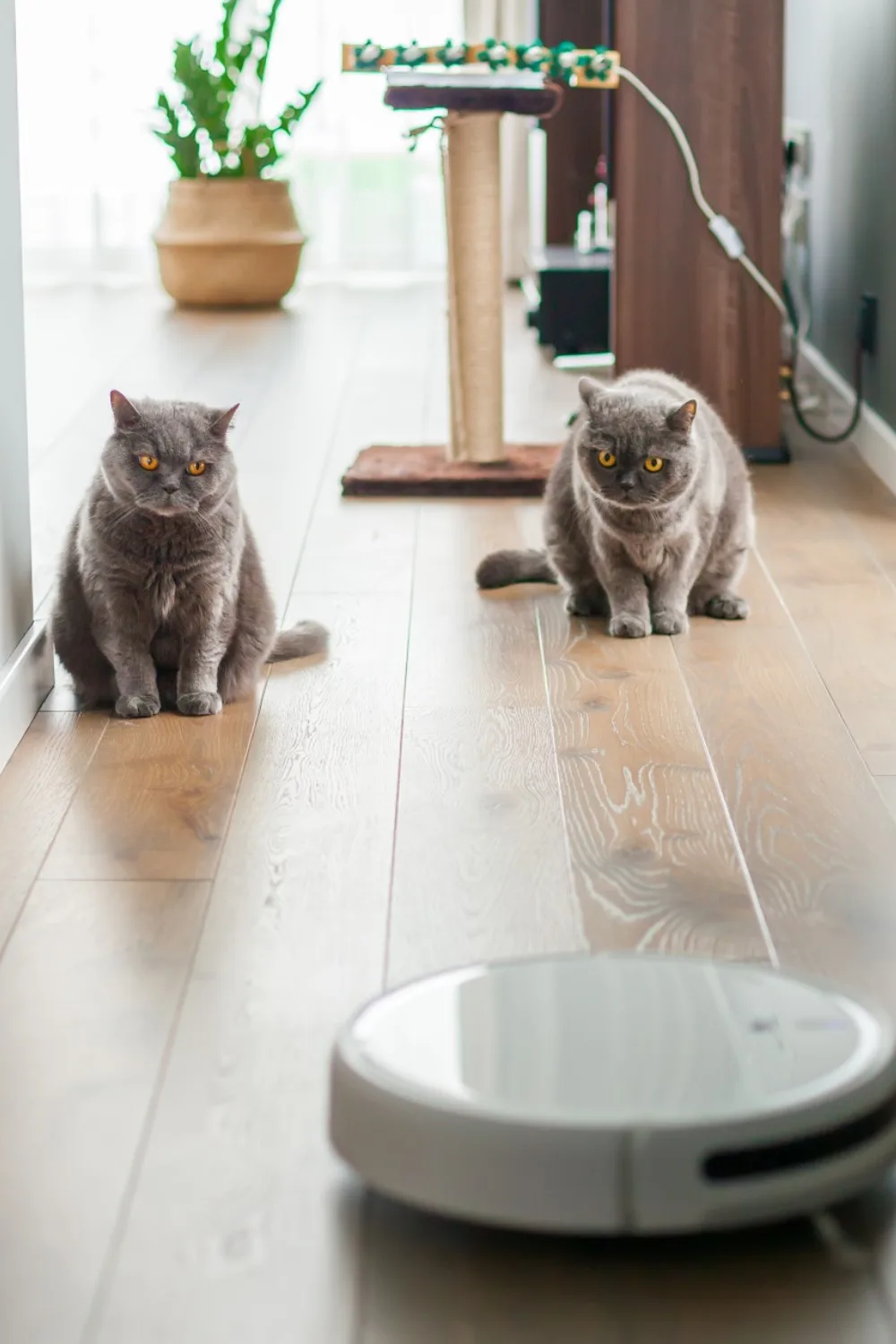 robot cavuum with cats