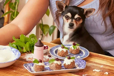 Christmas pudding recipe for dogs