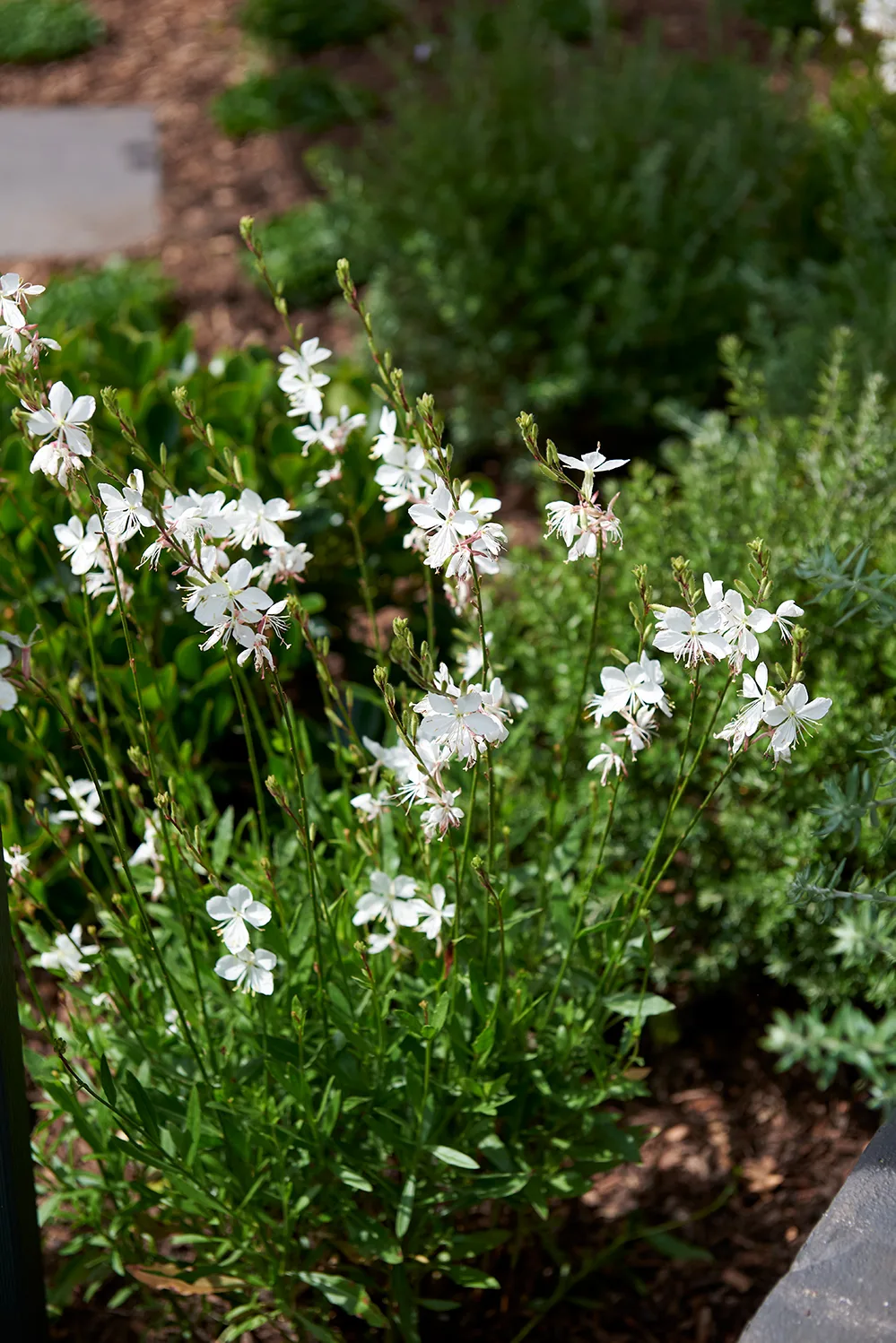 GAURA