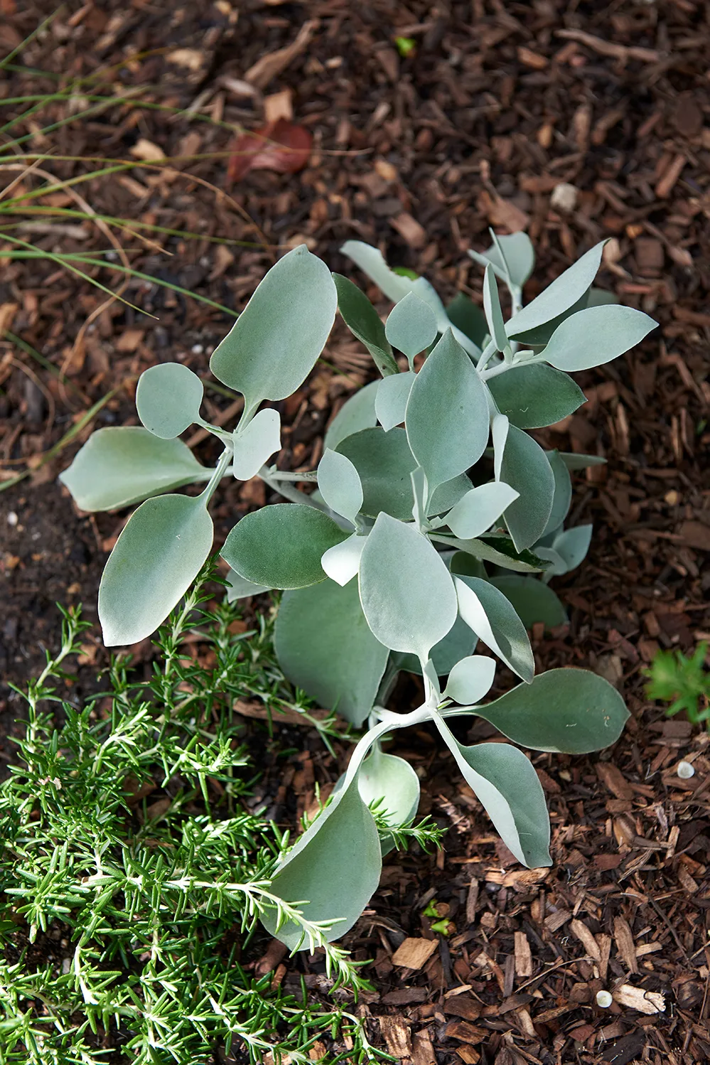 KALANCHOE ‘SILVER SPOONS’