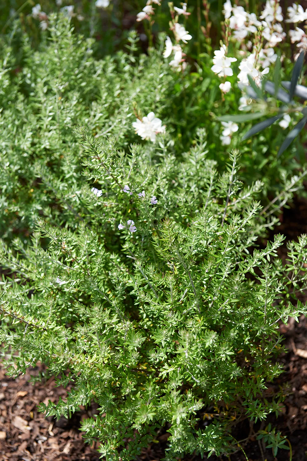 COASTAL ROSEMARY