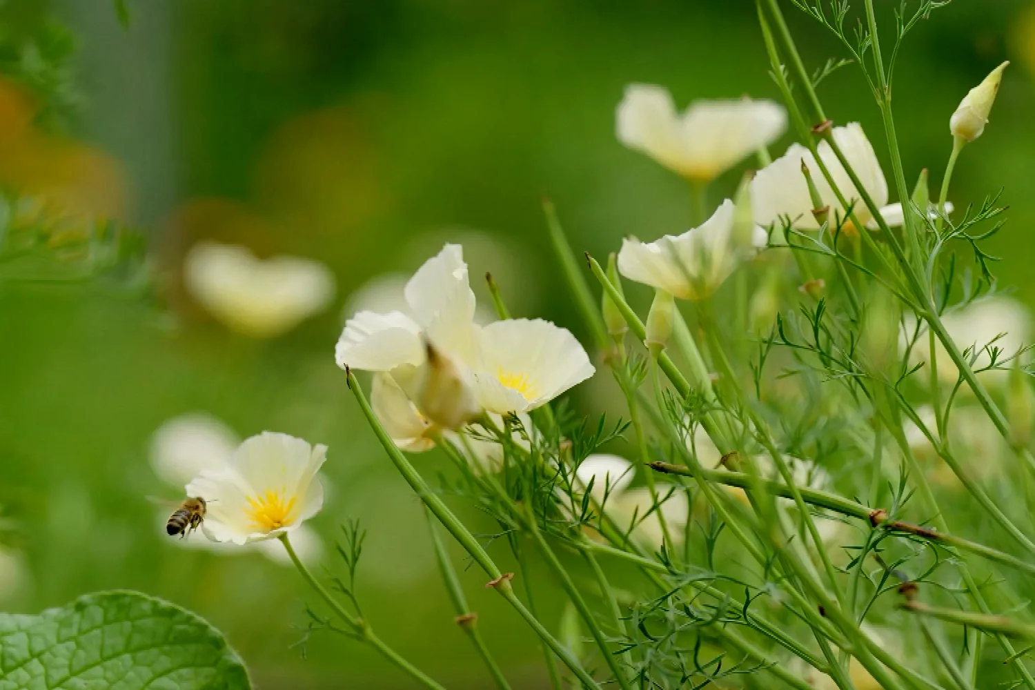 Graham visits the Henley Community Garden