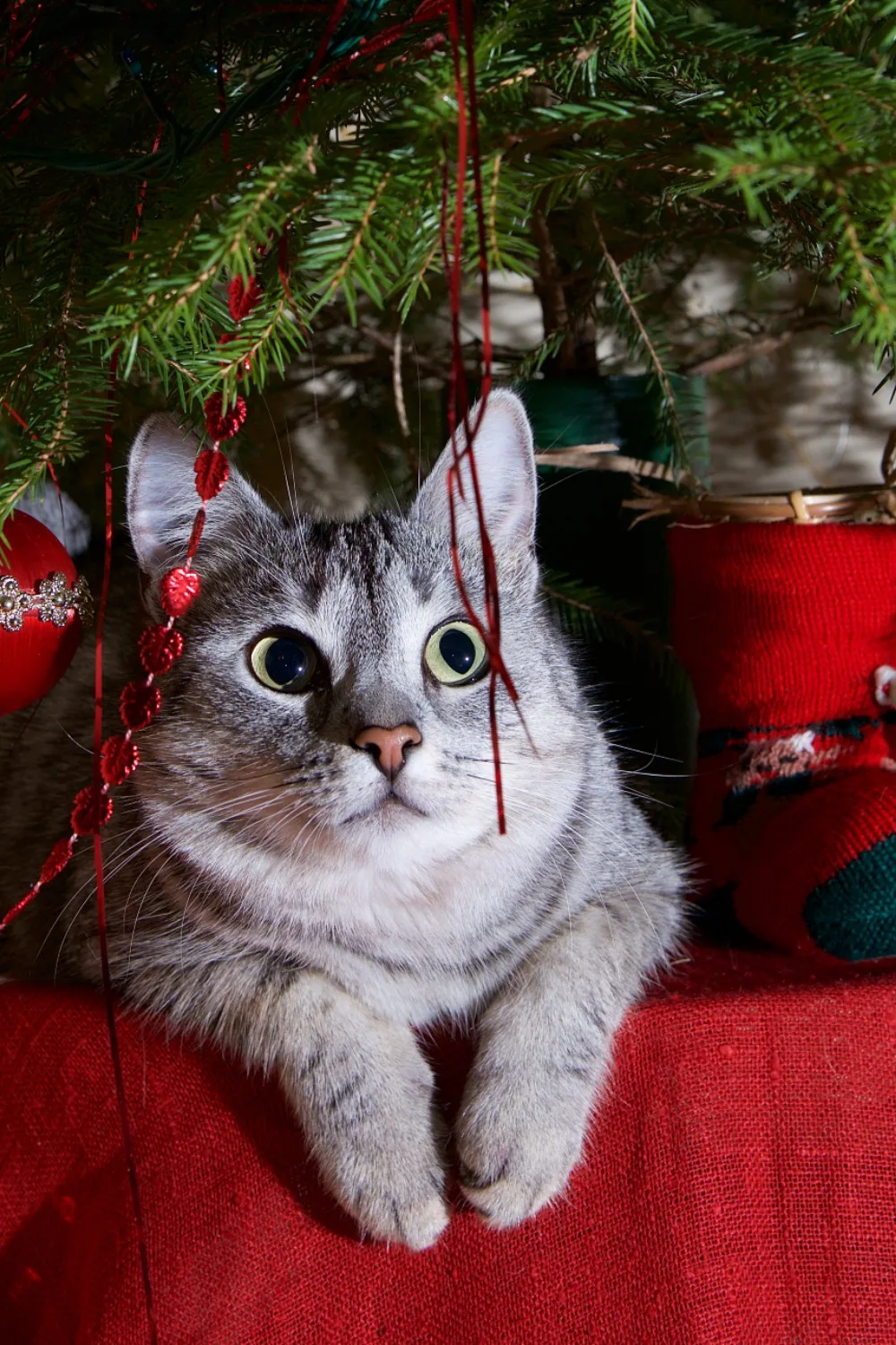 Are Christmas Trees Poisonous To Cats Better Homes and Gardens