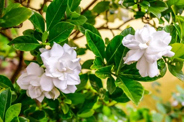 How to grow gardenias