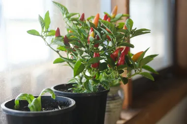 How to grow capsicum