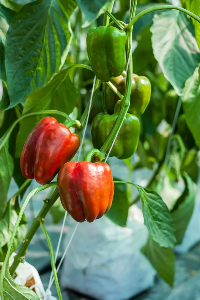 how to grow capsicum