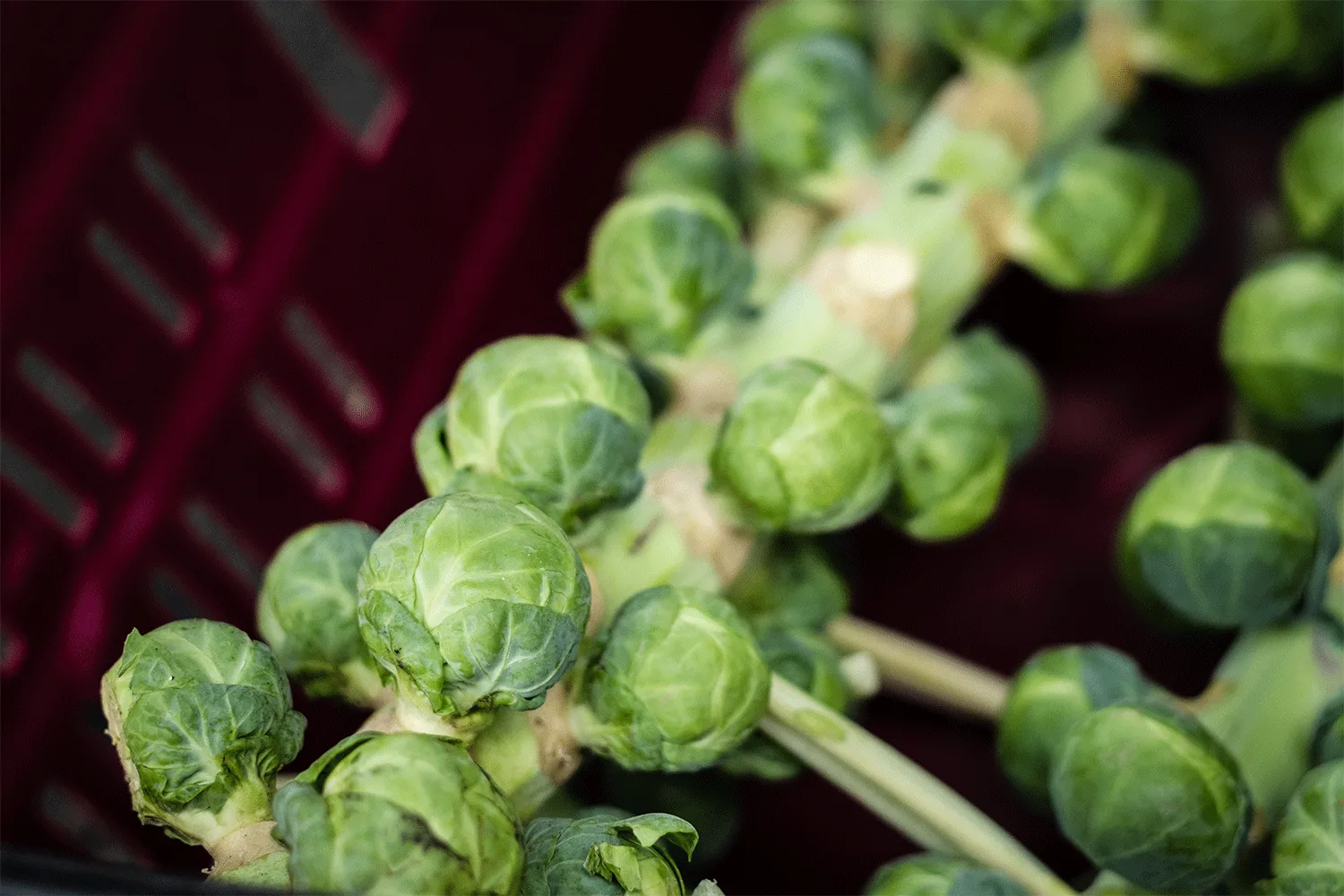 Brussels sprouts