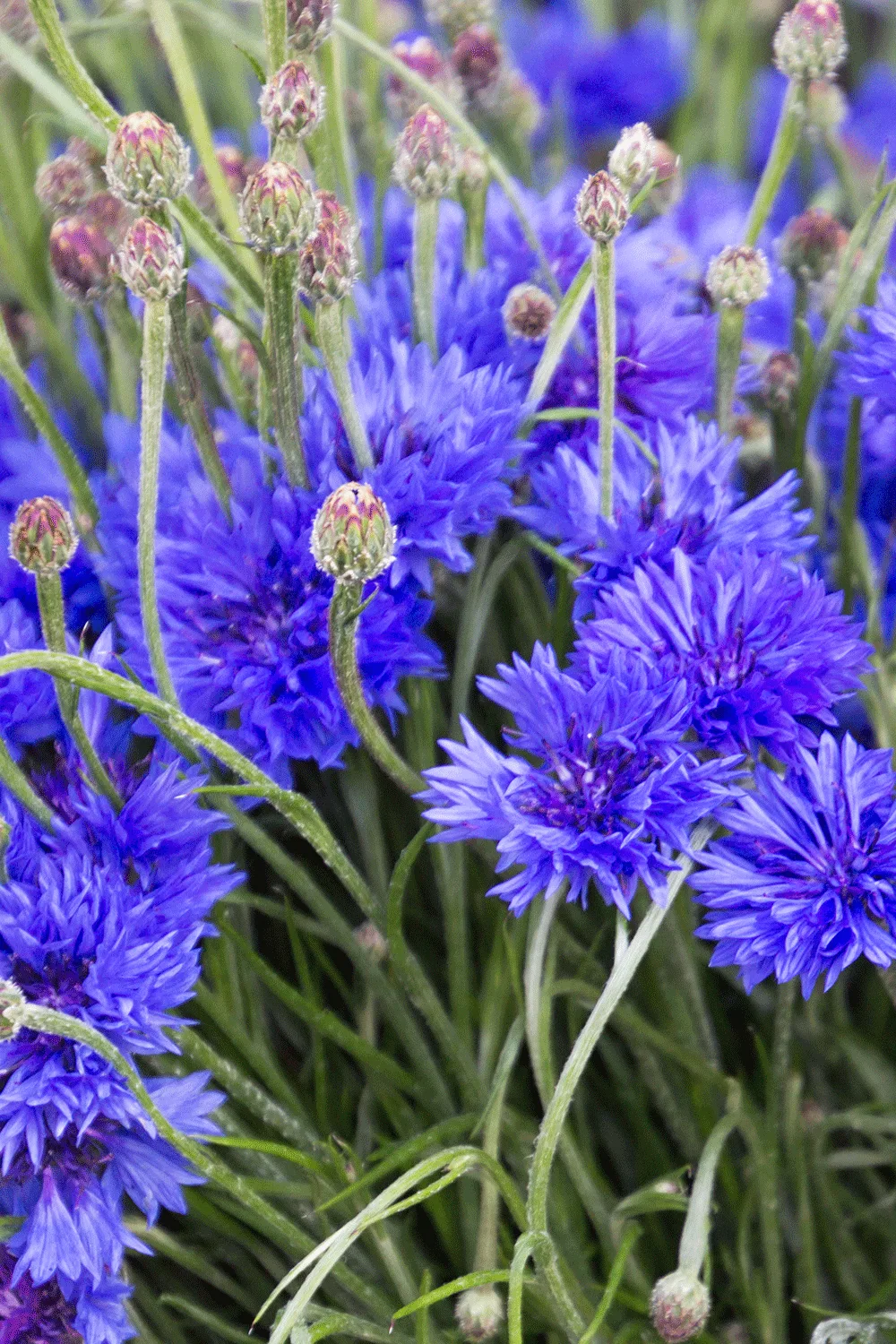 Cornflowers