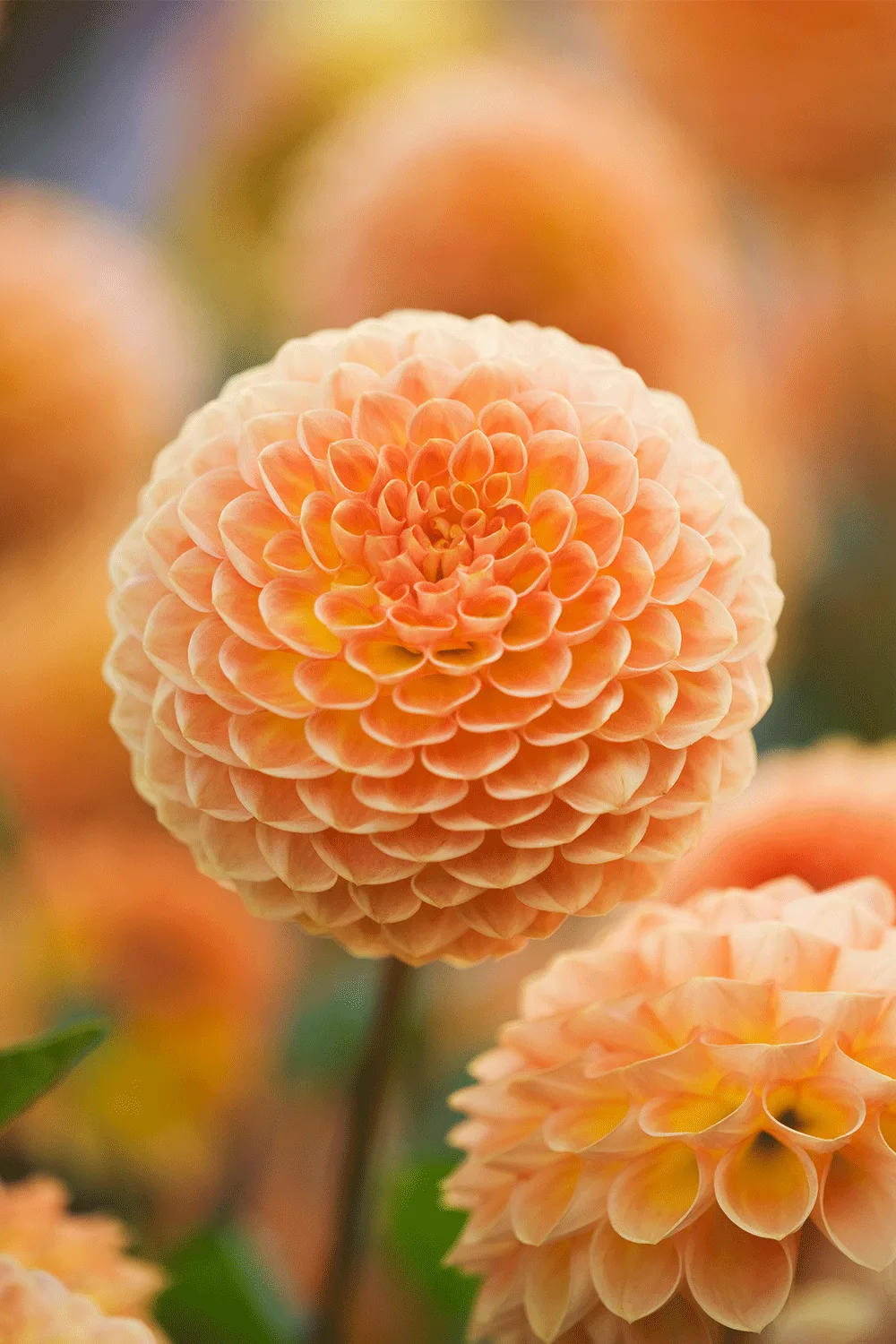 Dahlias