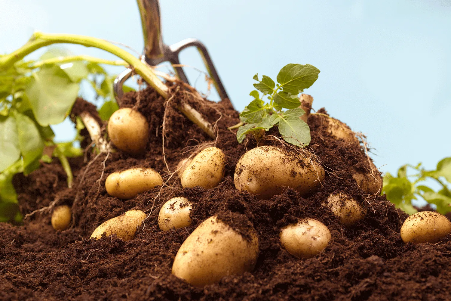 Potatoes