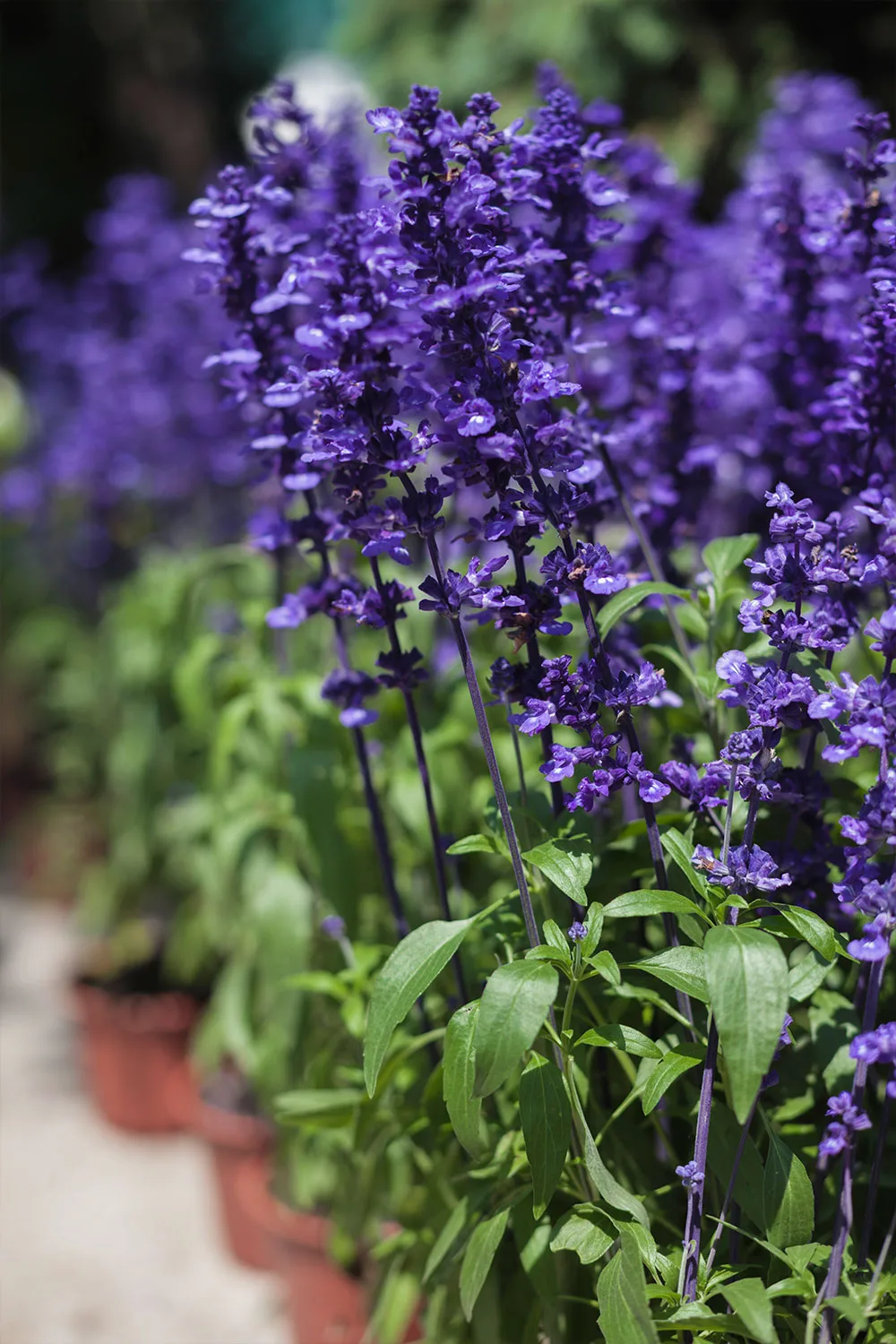 Salvia