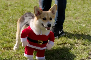 All about corgis