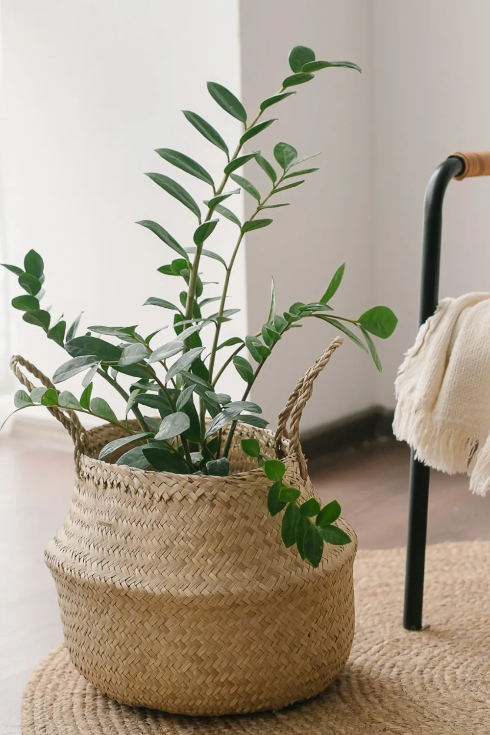zz plant