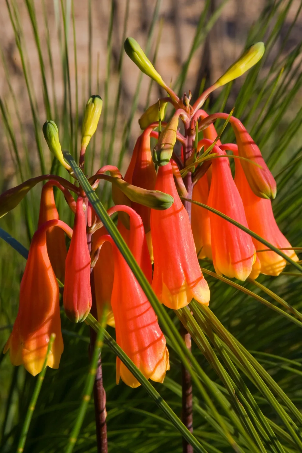 Blandfordia grandiflora – Christmas Bells