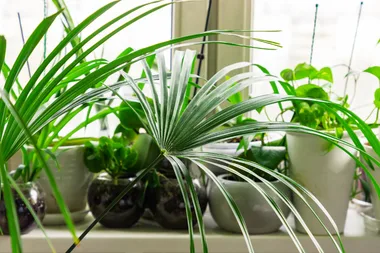Clever way to keep your plants hydrated through summer
