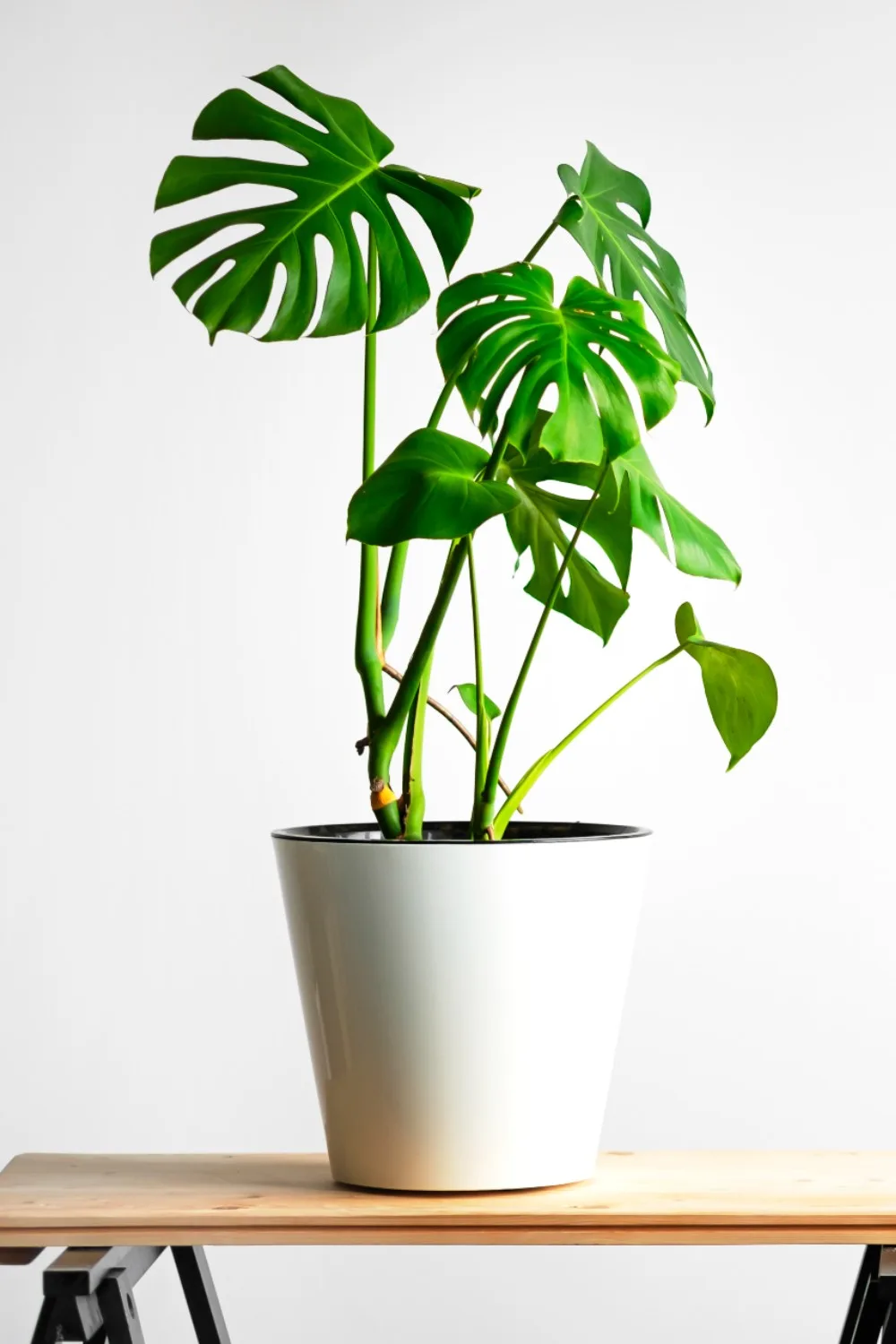 how to bottom water your plants