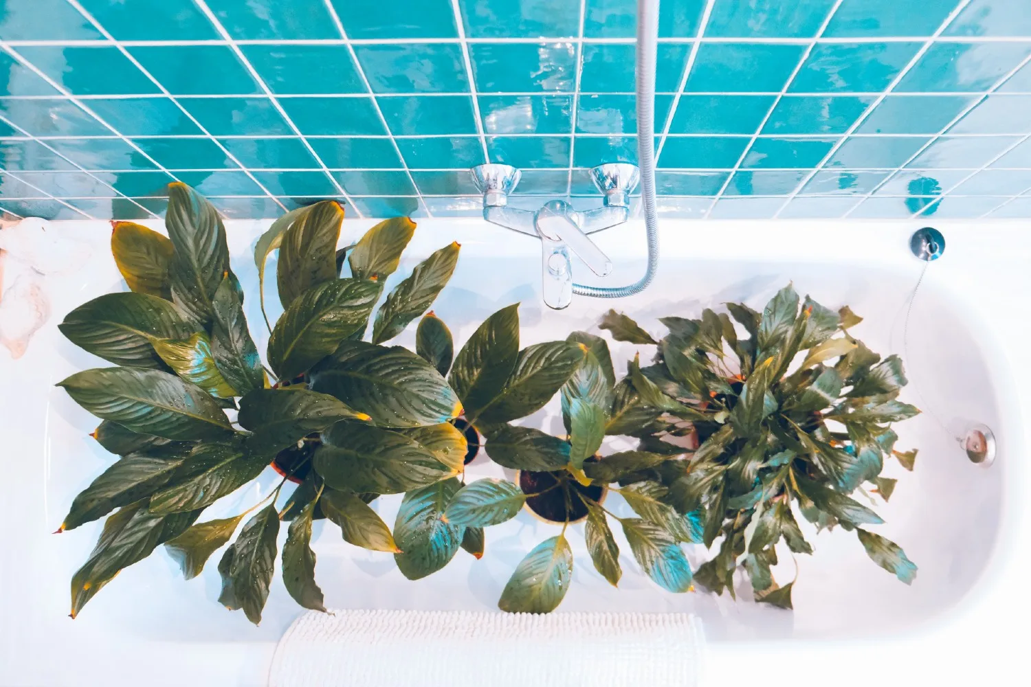 how to bottom water plants