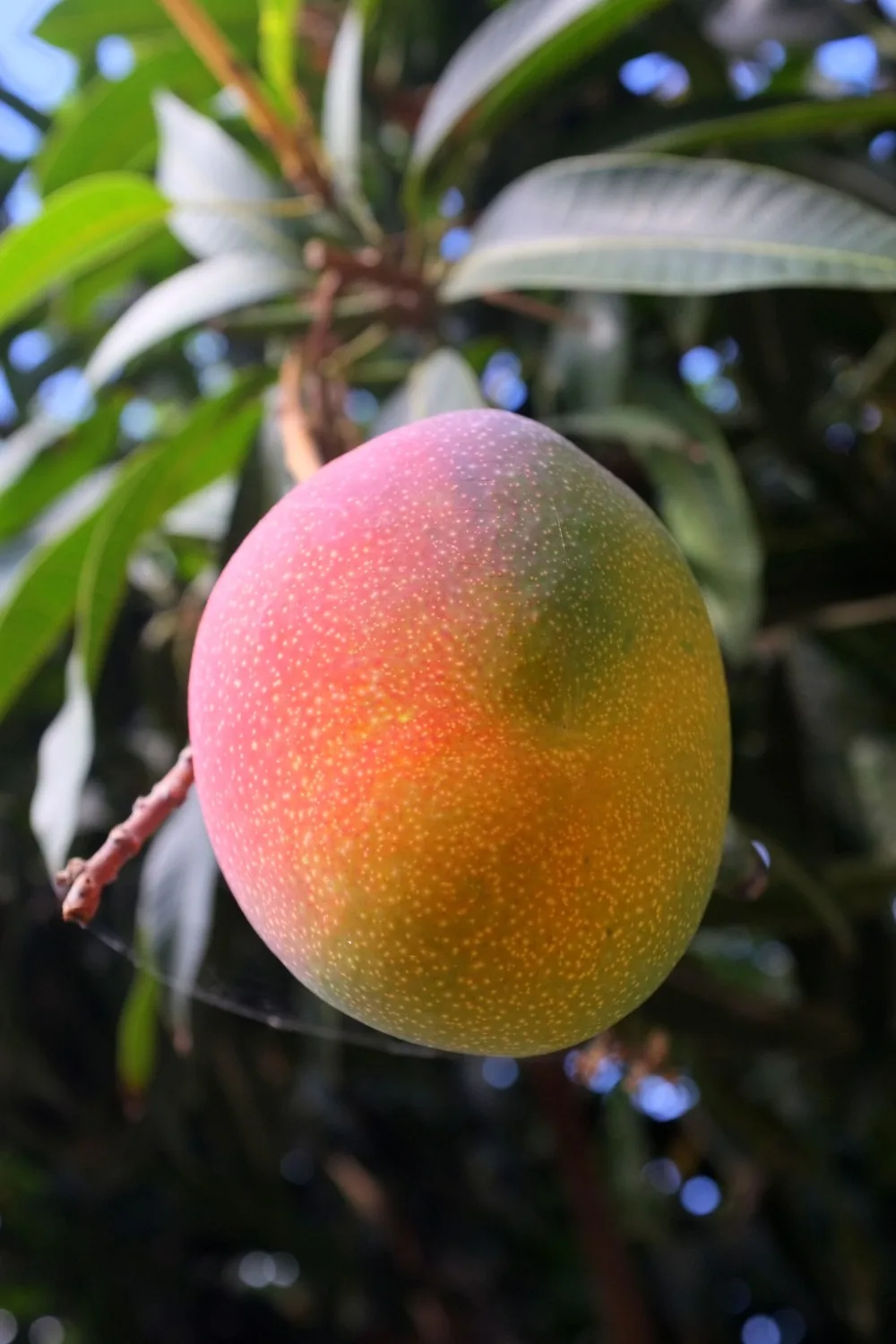 how to grow mango from seed