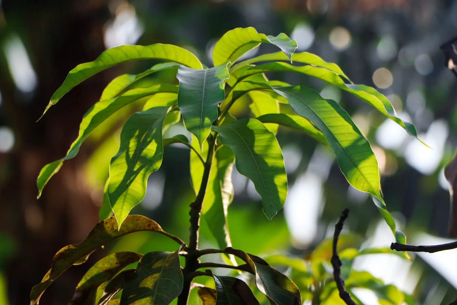 mango tree